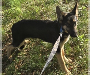 German Shepherd Dog Puppy for sale in MECHANICSVILLE, VA, USA