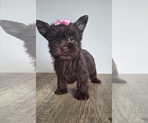 Yorkshire Terrier Puppy for sale in PALM BAY, FL, USA