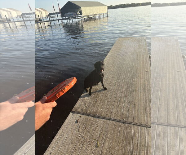 Medium Photo #3 Miniature Labradoodle Puppy For Sale in Buffalo, MN, USA