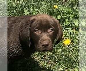 Medium Labrador Retriever