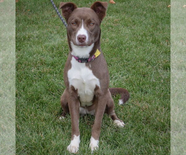 Medium Photo #3 Border Collie-Chocolate Labrador retriever Mix Puppy For Sale in Huntley, IL, USA