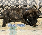 Small Photo #27 Presa Canario Puppy For Sale in LEVITTOWN, PA, USA