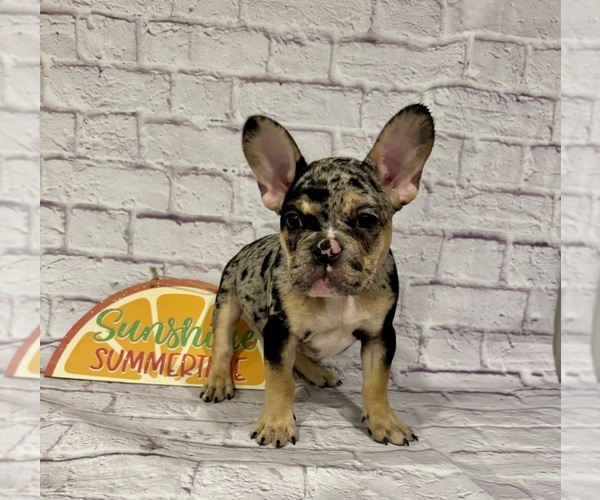 Medium Photo #1 French Bulldog Puppy For Sale in ELKHORN, WI, USA