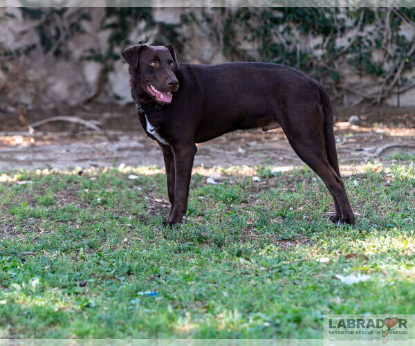 Medium Photo #2 Labrador Retriever-Unknown Mix Puppy For Sale in Clovis, CA, USA