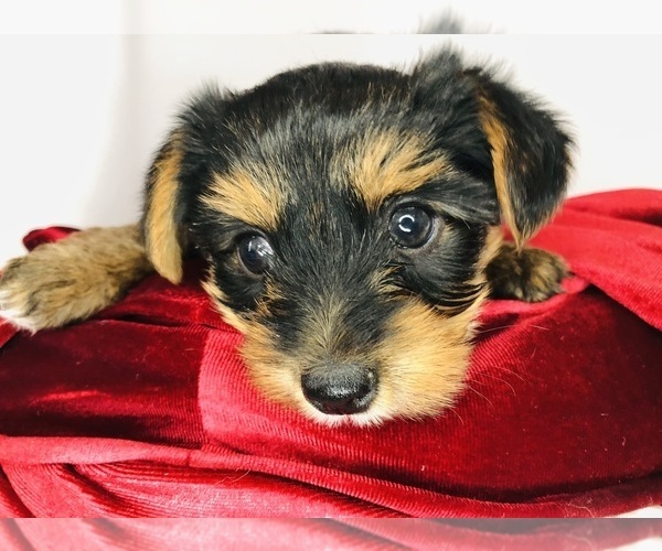 Medium Photo #14 Yorkshire Terrier Puppy For Sale in BRENTWOOD, TN, USA