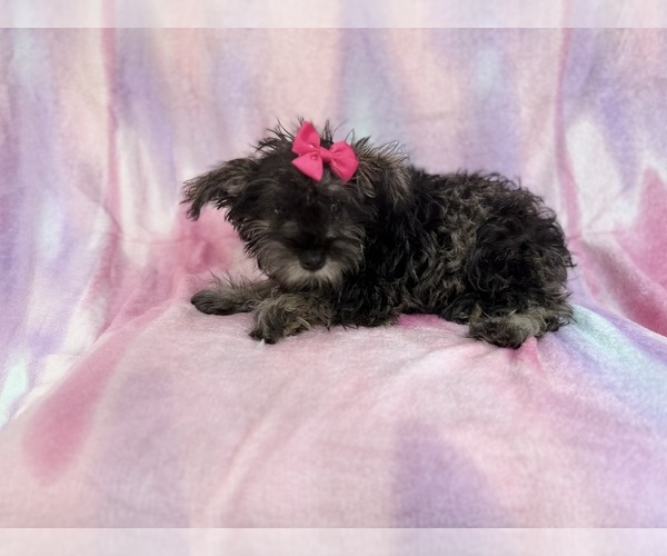 Medium Photo #1 Schnauzer (Miniature) Puppy For Sale in LAKELAND, FL, USA