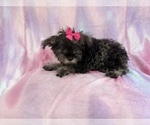 Small Schnauzer (Miniature)