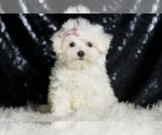 Puppy CLAUDIA AKC Maltese