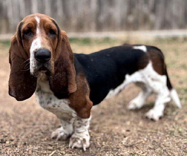 Medium Photo #3 Basset Hound Puppy For Sale in Deepwater, NJ, USA