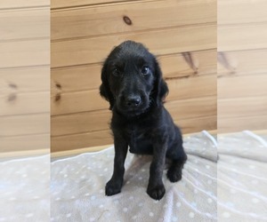 Labradoodle Puppy for sale in WILLIAMSTOWN, KY, USA