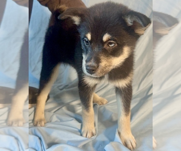 Medium Photo #10 Pomsky-Shiba Inu Mix Puppy For Sale in NASHUA, NH, USA
