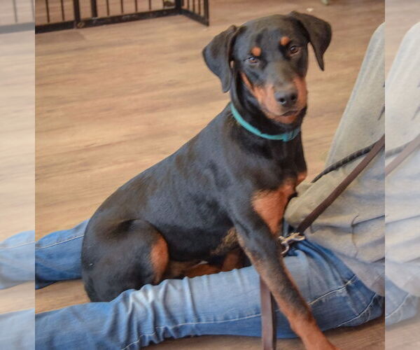 Medium Photo #3 Rotterman Puppy For Sale in Huntley, IL, USA