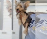 Small #2 Yorkshire Terrier
