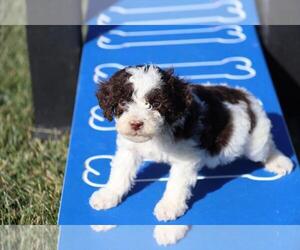 Poodle (Miniature) Puppy for sale in ORO VALLEY, AZ, USA