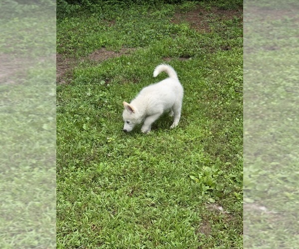 Medium Photo #6 Siberian Husky Puppy For Sale in PINE CITY, MN, USA
