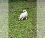 Small #5 Siberian Husky