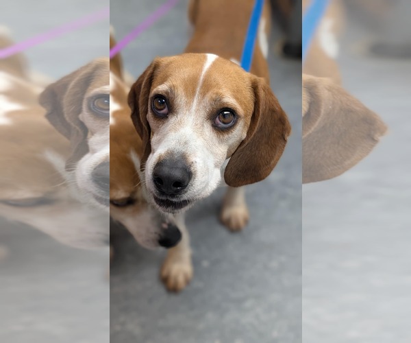 Medium Photo #3 Beagle Puppy For Sale in Dunnellon, FL, USA