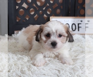 Zuchon Puppy for sale in MOUNT VERNON, OH, USA