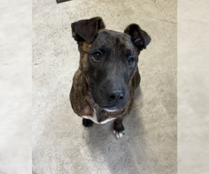 Ringo - Male Mutt Dog for Adoption - Photo #10