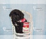 Small Photo #9 YorkiePoo Puppy For Sale in SANGER, TX, USA