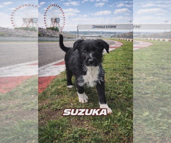 Medium Photo #2 Poodle (Standard)-Staffordshire Bull Terrier Mix Puppy For Sale in Clarkston, MI, USA