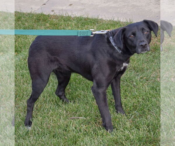Medium Photo #4 Border Collie-Unknown Mix Puppy For Sale in Huntley, IL, USA