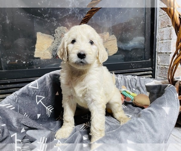 Medium Photo #3 Goldendoodle Puppy For Sale in INDIANAPOLIS, IN, USA