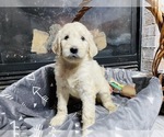Small Photo #3 Goldendoodle Puppy For Sale in INDIANAPOLIS, IN, USA