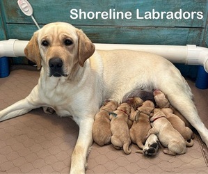 Labrador Retriever Puppy for Sale in MOYOCK, North Carolina USA