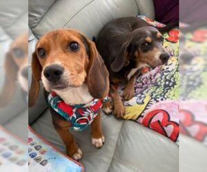 Beagle Dogs for adoption in Mt. Laurel, NJ, USA
