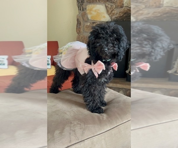 Medium Photo #8 Poodle (Miniature) Puppy For Sale in BRENTWOOD, CA, USA