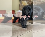Small #7 Poodle (Miniature)