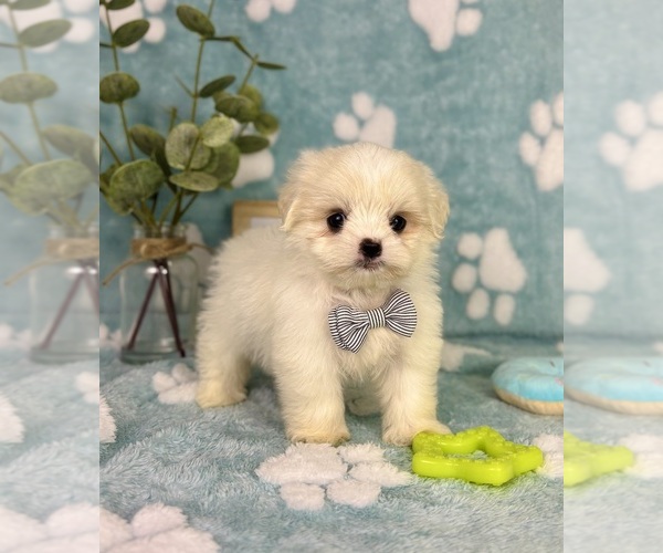 Medium Photo #2 Mal-Shi Puppy For Sale in NOBLESVILLE, IN, USA