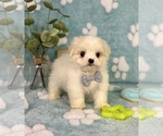 Small #1 Mal-Shi
