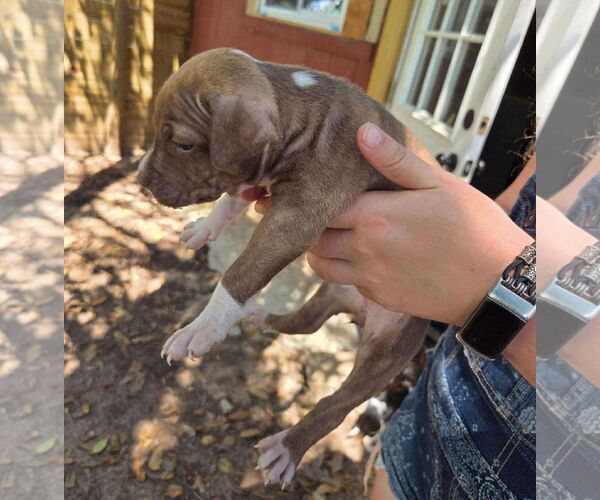 Medium Photo #5 American Pit Bull Terrier-Labrador Retriever Mix Puppy For Sale in Princeton, MN, USA
