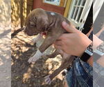 Small #4 American Pit Bull Terrier-Labrador Retriever Mix