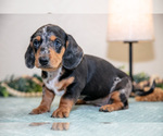 Puppy Kent Dachshund
