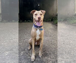 Mutt Dogs for adoption in Spring Lake, NJ, USA