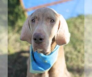 Great Dane-Unknown Mix Dogs for adoption in San Antonio, TX, USA