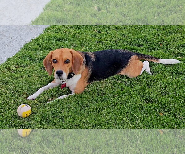 Medium Photo #1 Beagle Puppy For Sale in Las Vegas, NV, USA