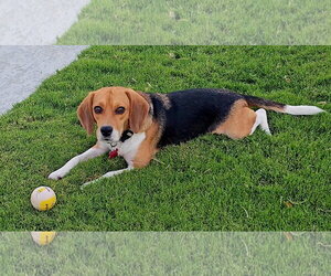 Beagle Dogs for adoption in Las Vegas, NV, USA