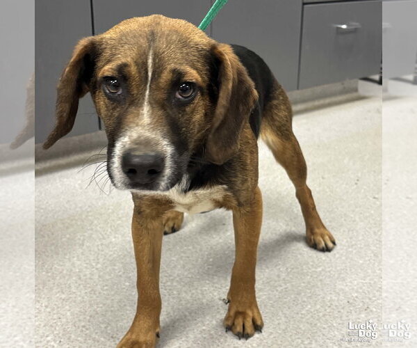 Medium Photo #3 Australian Shepherd-Beagle Mix Puppy For Sale in Washington, DC, USA