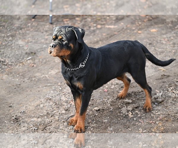 Medium Photo #1 Rottweiler Puppy For Sale in WEST NYACK, NY, USA
