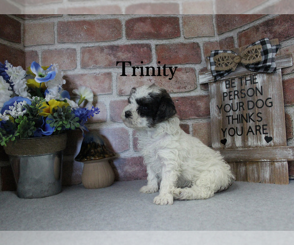 Medium Photo #4 Poodle (Miniature) Puppy For Sale in CHANUTE, KS, USA
