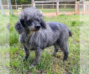 Poodle (Toy) Dogs for adoption in Pacolet, SC, USA