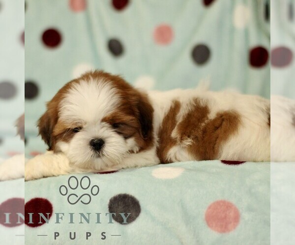 Medium Photo #3 Shih Tzu Puppy For Sale in BIRD IN HAND, PA, USA