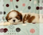 Small #2 Shih Tzu