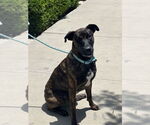Small #1 Dutch Shepherd  Mix