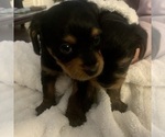 Small Photo #5 Cavapoo-Yorkshire Terrier Mix Puppy For Sale in EL RENO, OK, USA