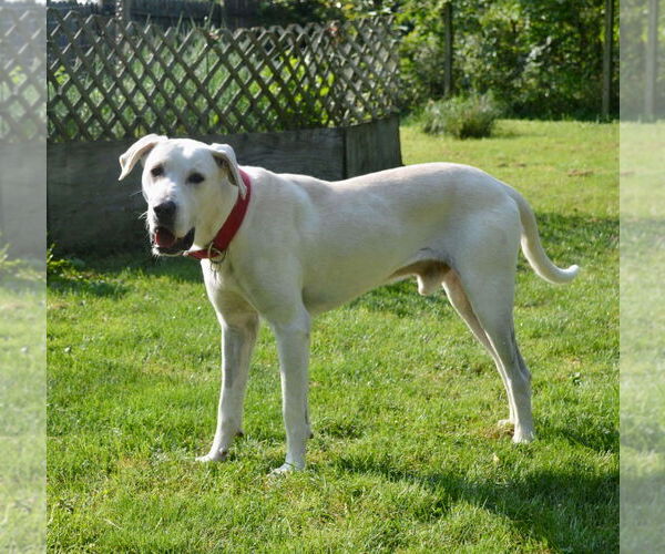 Medium Photo #3 Great Pyredane Puppy For Sale in Bullard, TX, USA